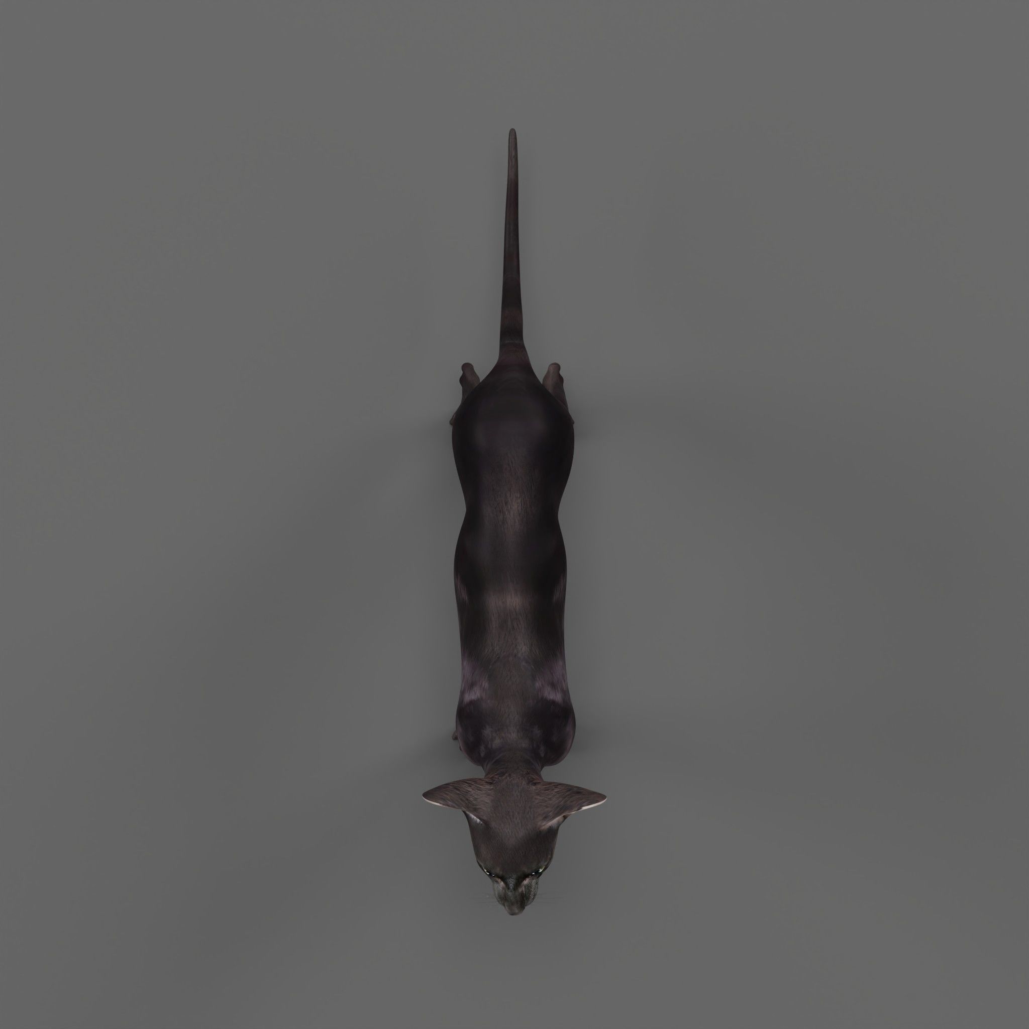 Peterbald Oriental Cat Low-poly 3D model_13