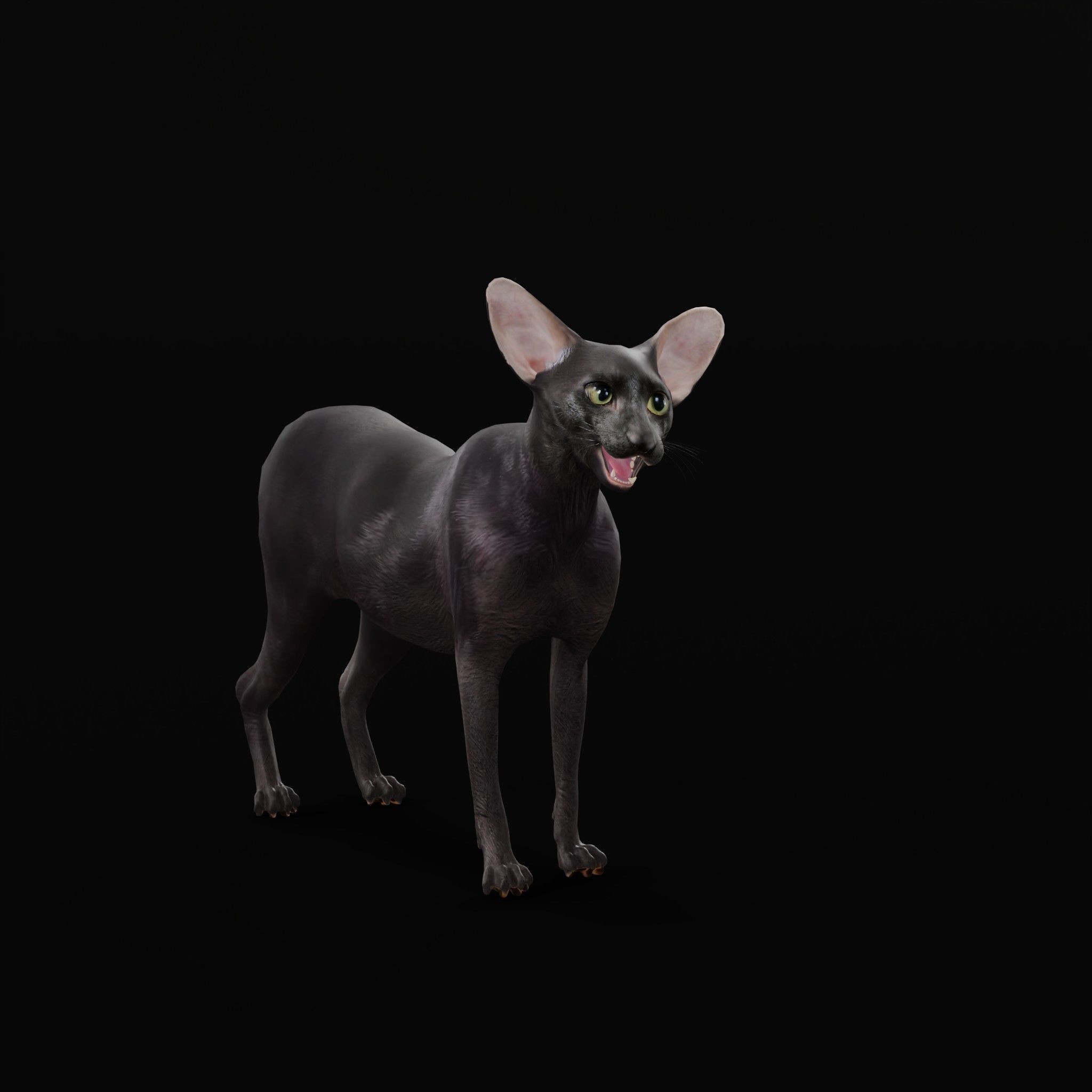 Peterbald Oriental Cat Low-poly 3D model_6