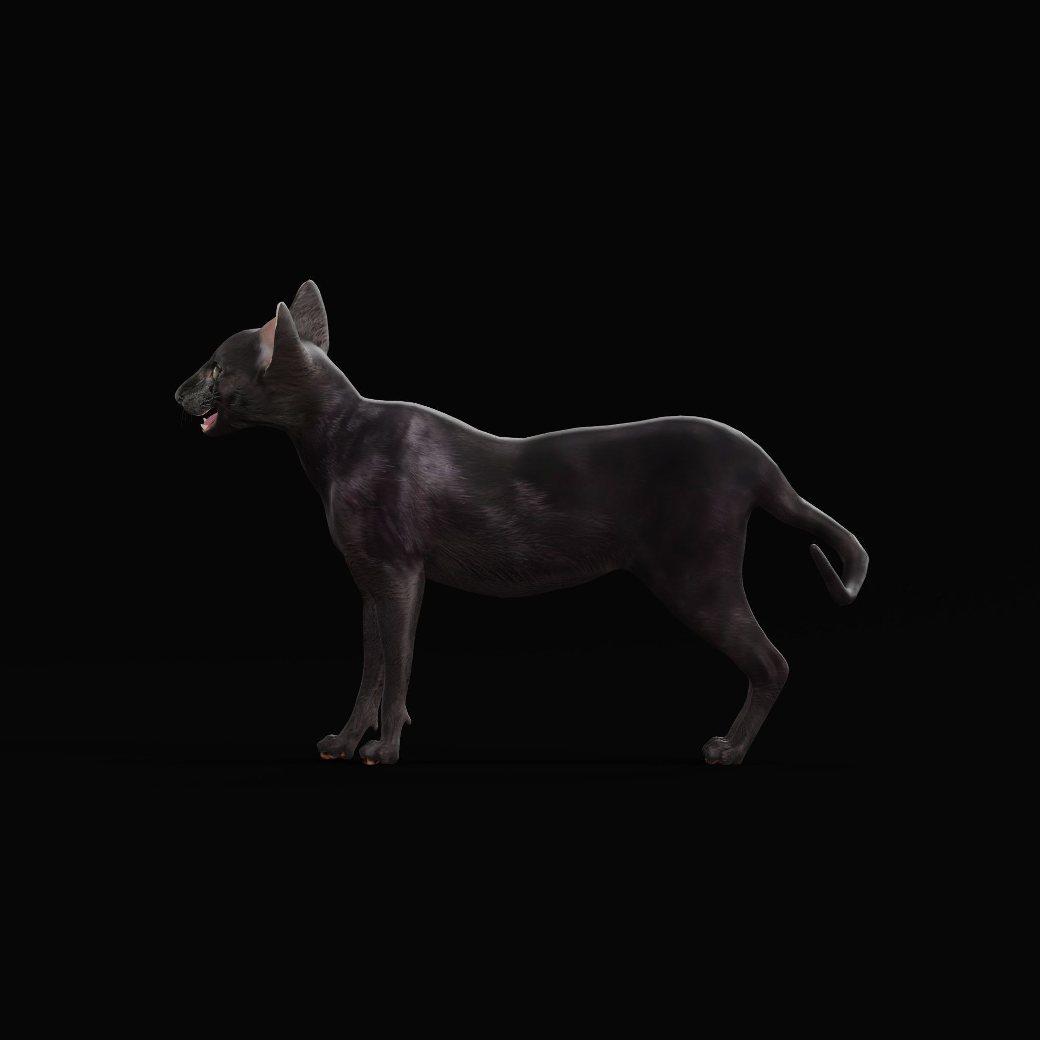 Peterbald Oriental Cat Low-poly 3D model_8