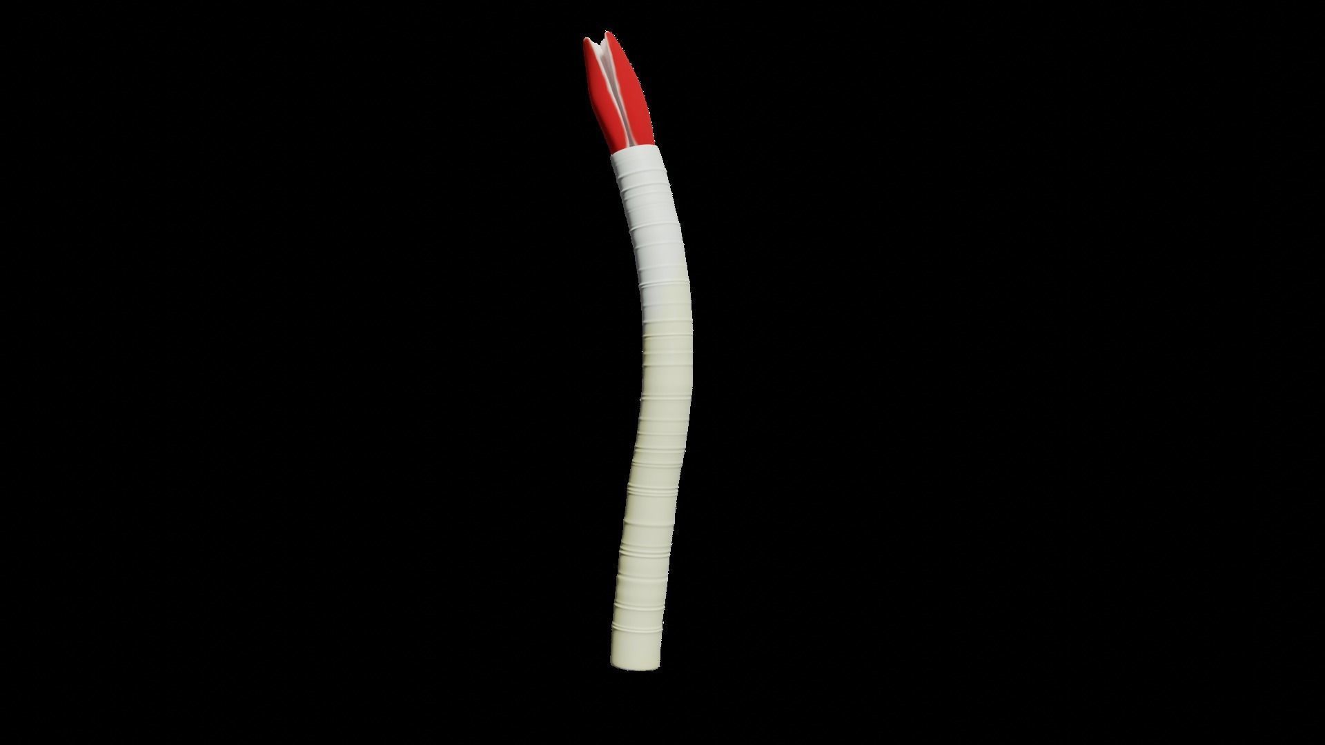 Tube Worm Riftia Deep Sea 3D model_1