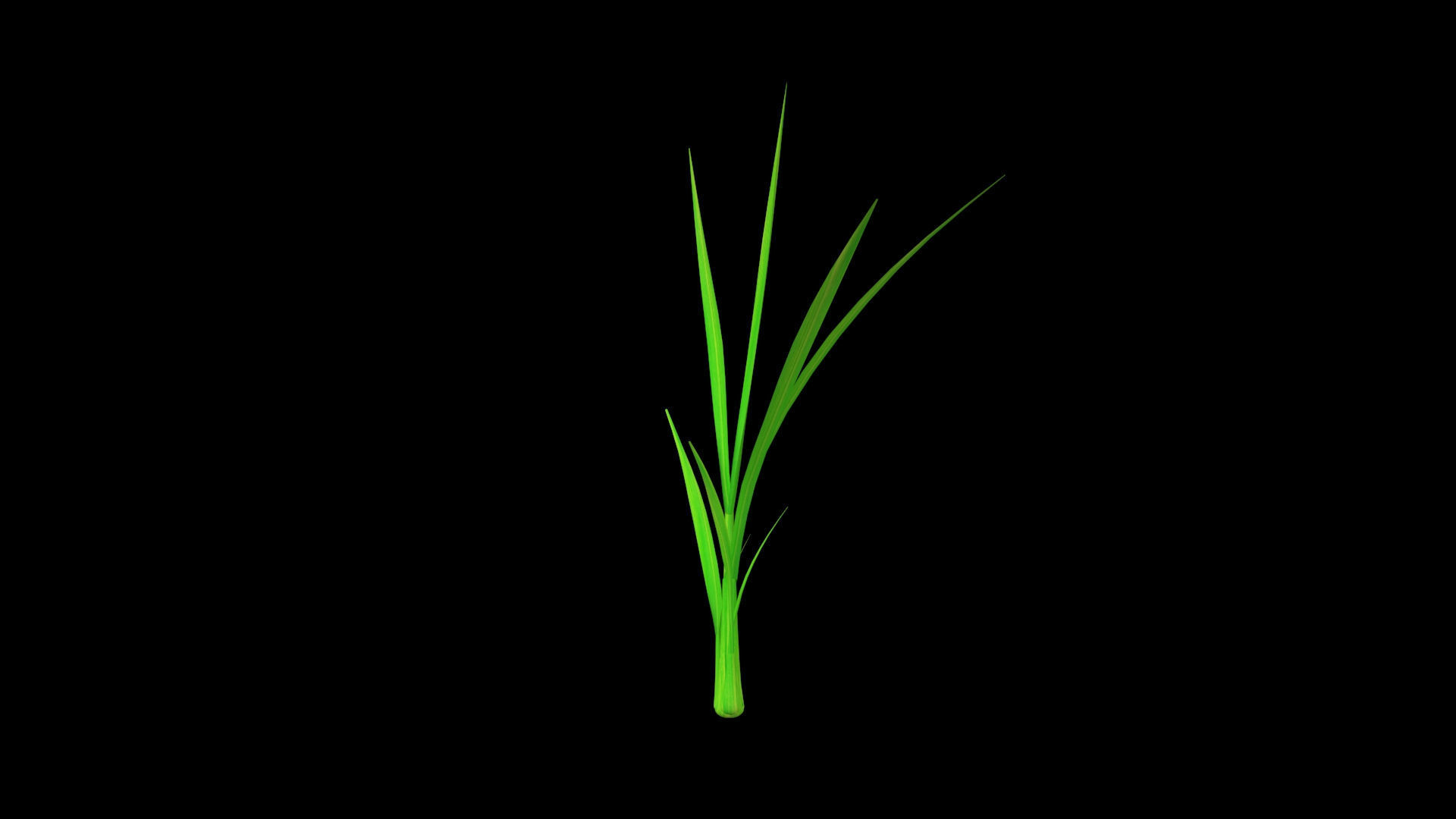 PADDY PLANT FINAL MODEL Low-poly 3D model_5