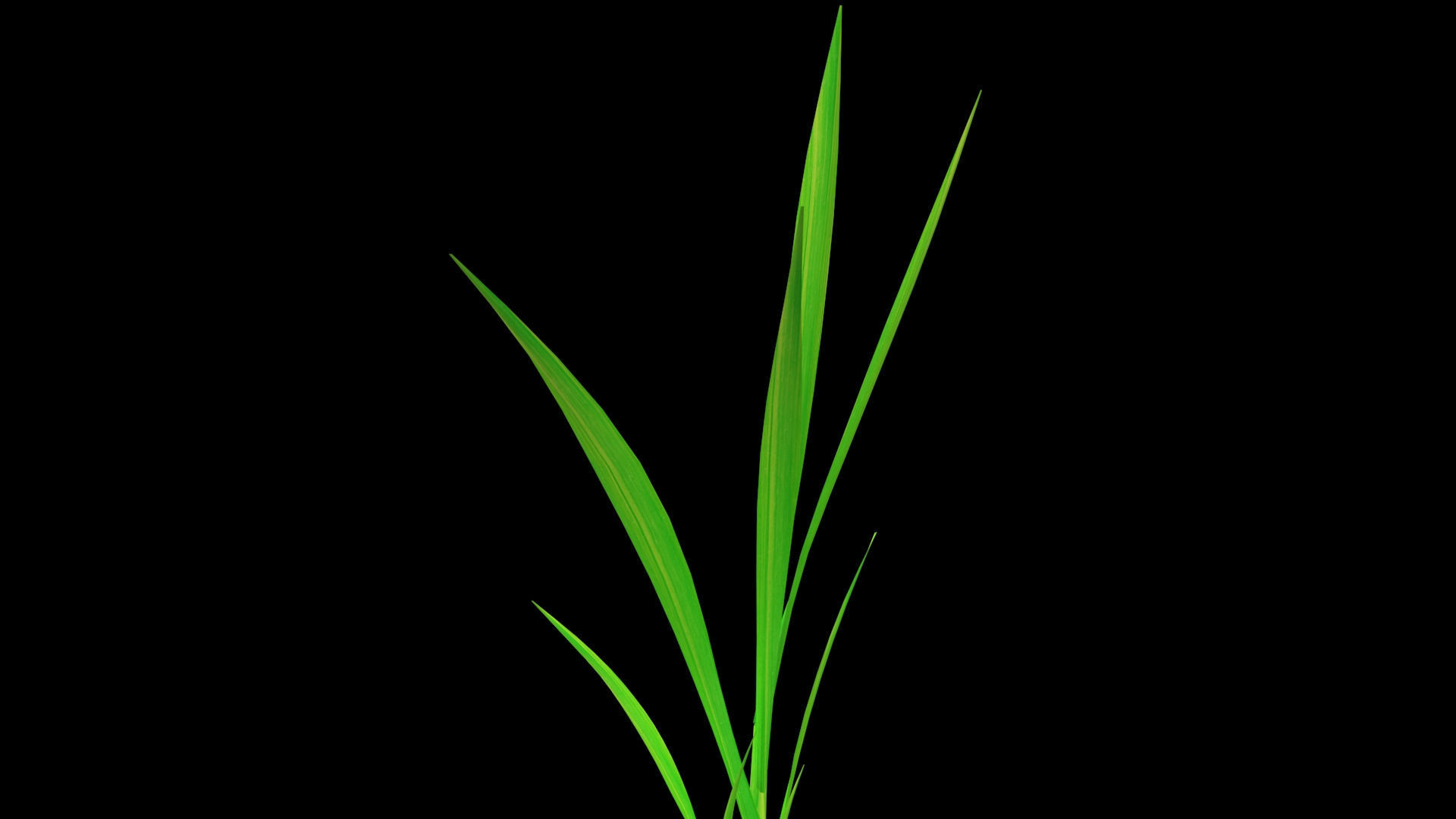 PADDY PLANT FINAL MODEL Low-poly 3D model_7