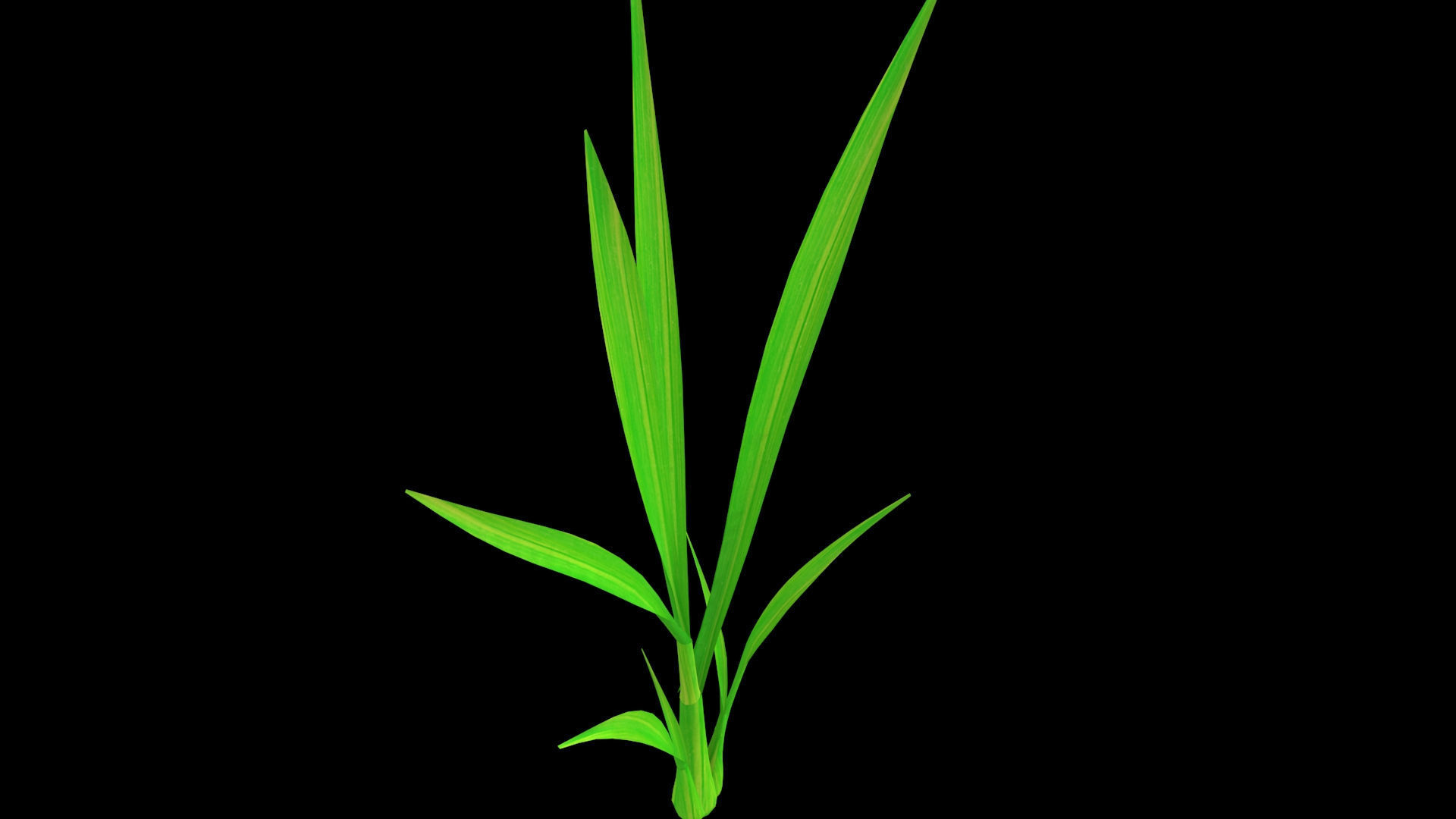 PADDY PLANT FINAL MODEL Low-poly 3D model_2