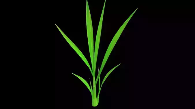 PADDY PLANT FINAL MODEL