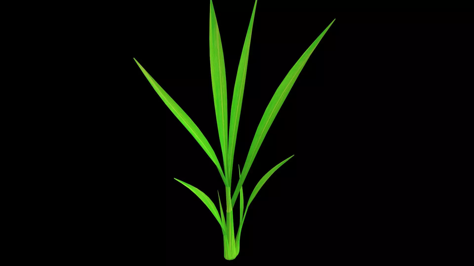 PADDY PLANT FINAL MODEL Low-poly 3D model_0