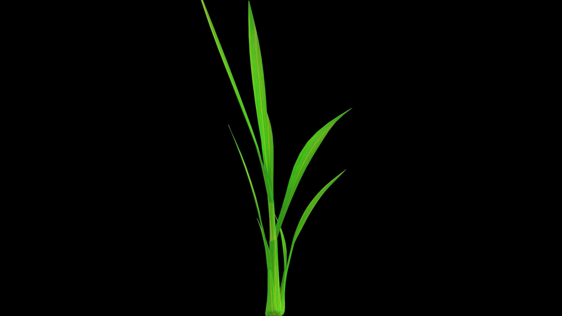 PADDY PLANT FINAL MODEL Low-poly 3D model_9