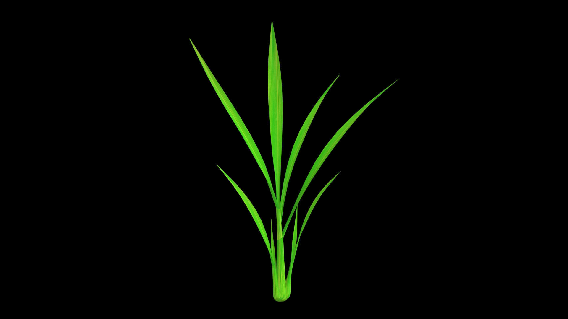 PADDY PLANT FINAL MODEL Low-poly 3D model_1
