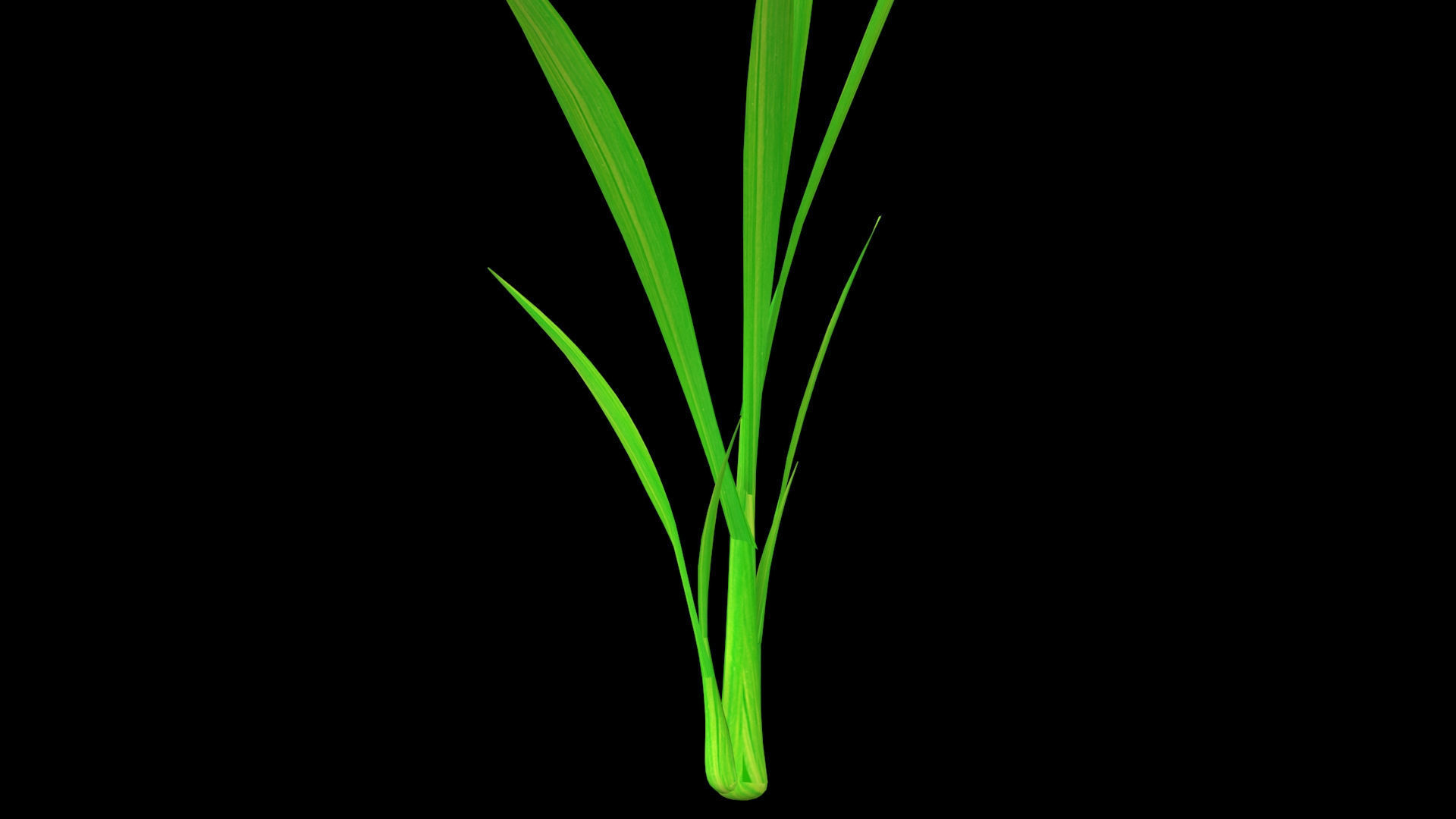 PADDY PLANT FINAL MODEL Low-poly 3D model_8