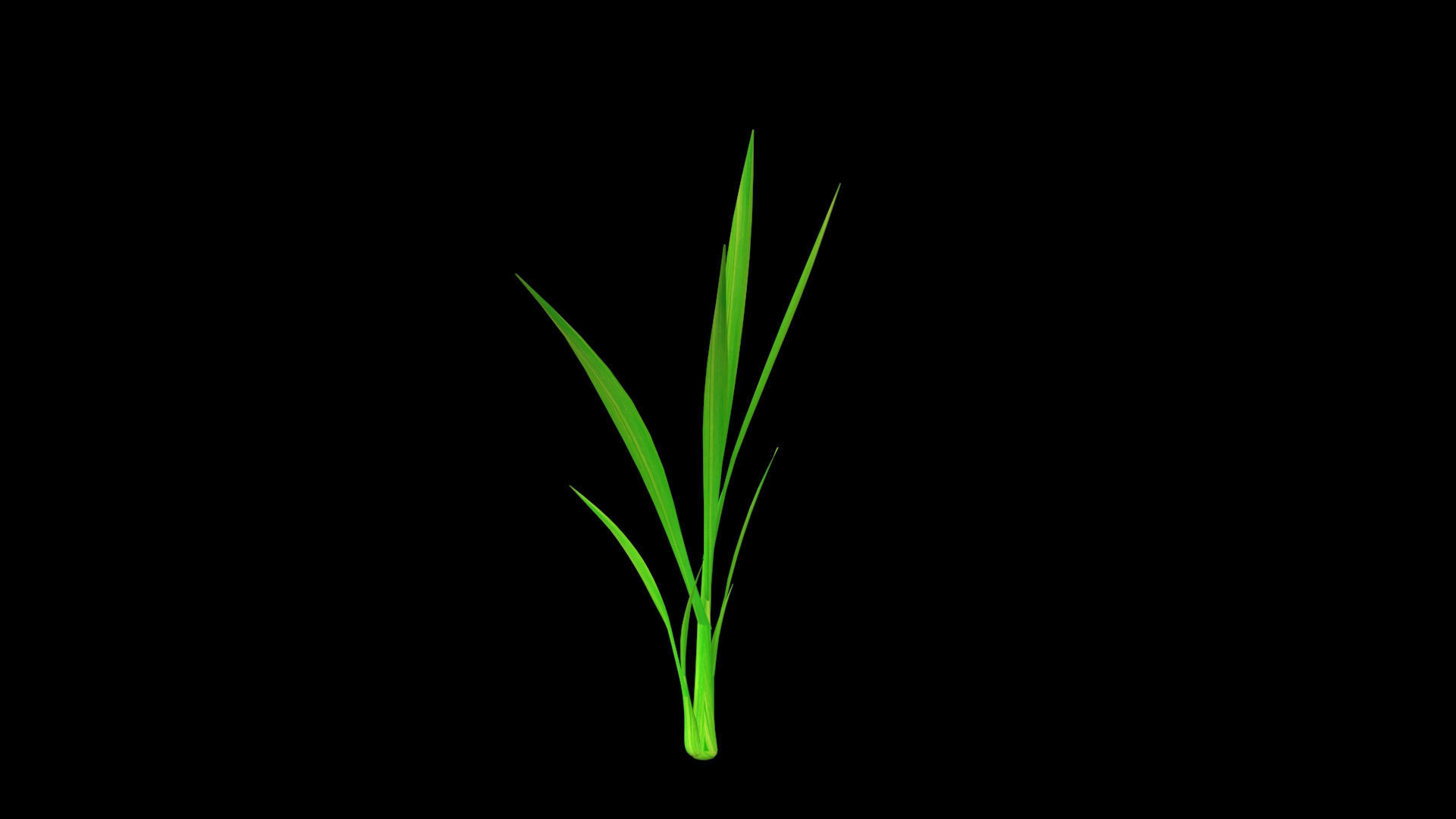 PADDY PLANT FINAL MODEL Low-poly 3D model_6
