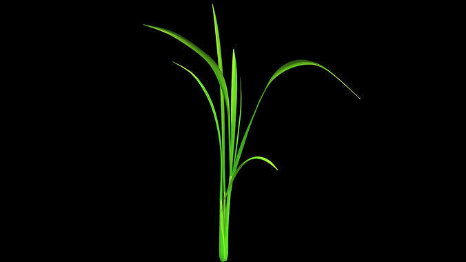PADDY PLANT 1  MODEL  Low-poly 3D model