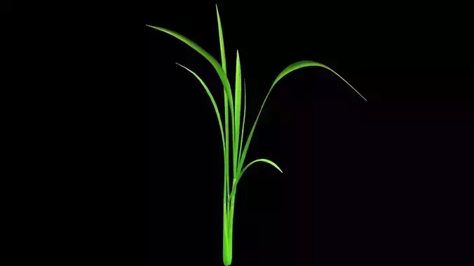 PADDY PLANT 1  MODEL 