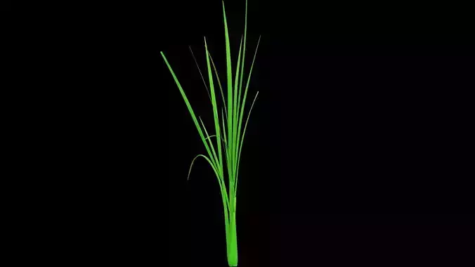 PADDY PLANT 2 Low-poly 3D model