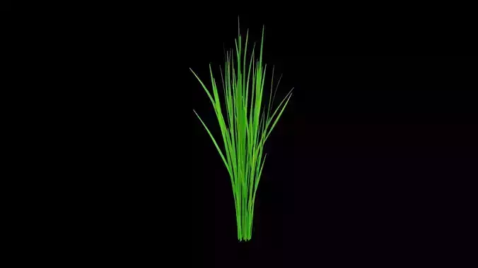 PADDY DUST  Low-poly 3D model