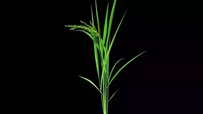 PADDY PLANT OPTION 7 FINAL 