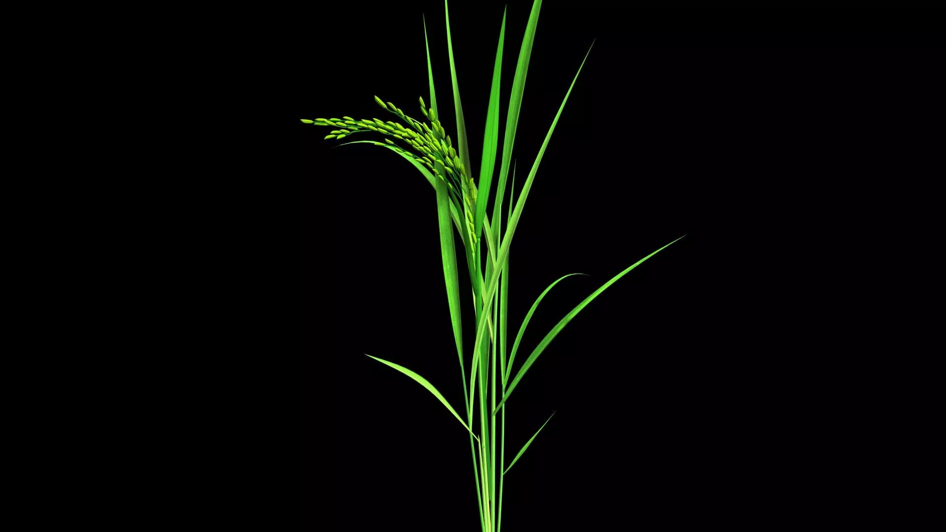 PADDY PLANT OPTION 7 FINAL Low-poly 3D model