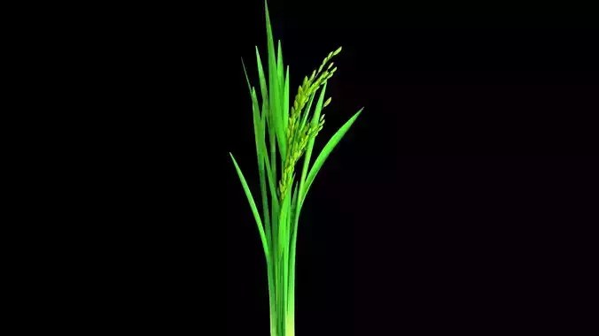 RICE PLANT OPTION 6 PADDY FLOWER Low-poly 3D model