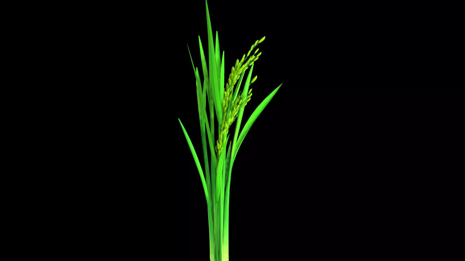 RICE PLANT OPTION 6 PADDY FLOWER Low-poly 3D model