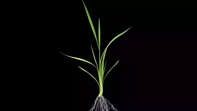 NEW YOUNG PADDY PLANT