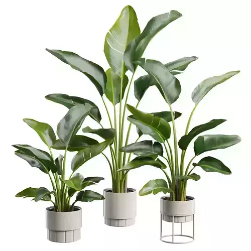 Strelitzia Nicolai Plant Set