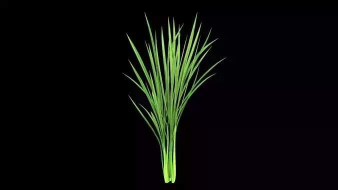 PADDY DUST Low-poly 3D model