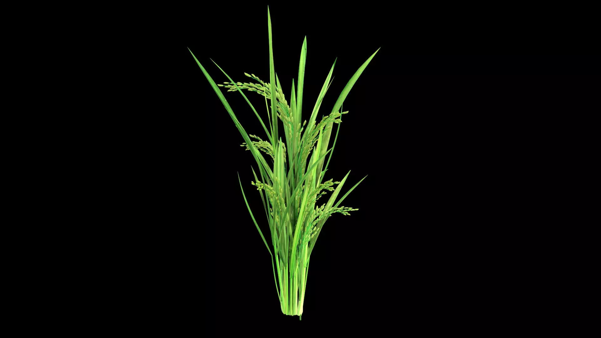 GROWING FLOWER PADDY Low-poly 3D model
