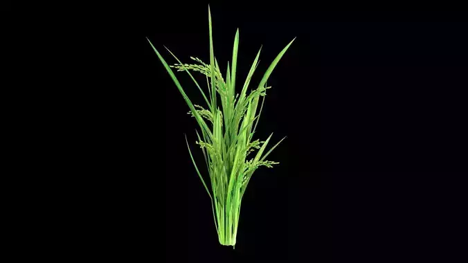 GROWING FLOWER PADDY Low-poly 3D model