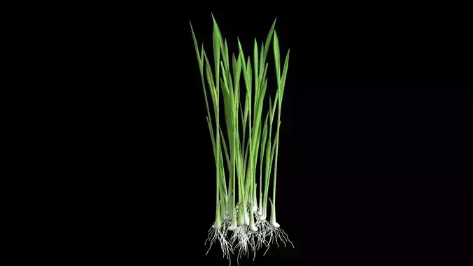 YOUNG PADDY PLANT Low-poly 3D model