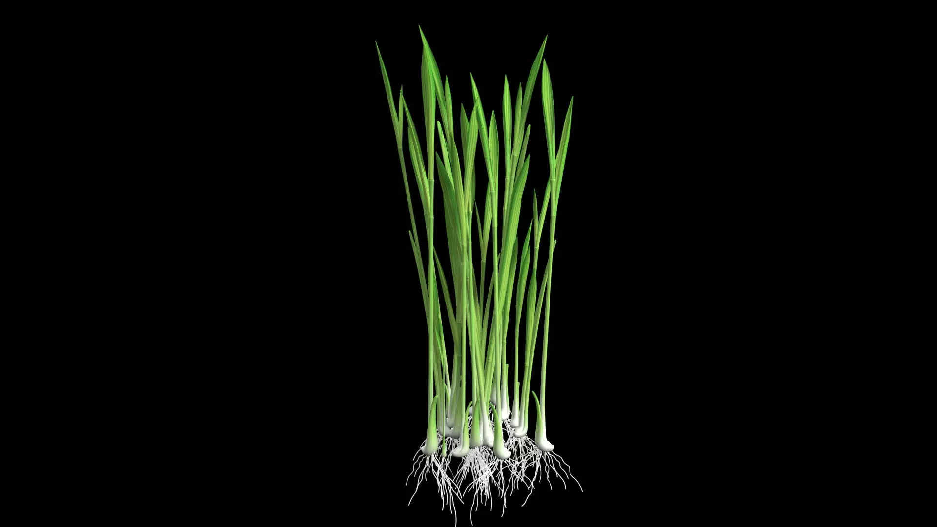 YOUNG PADDY PLANT Low-poly 3D model