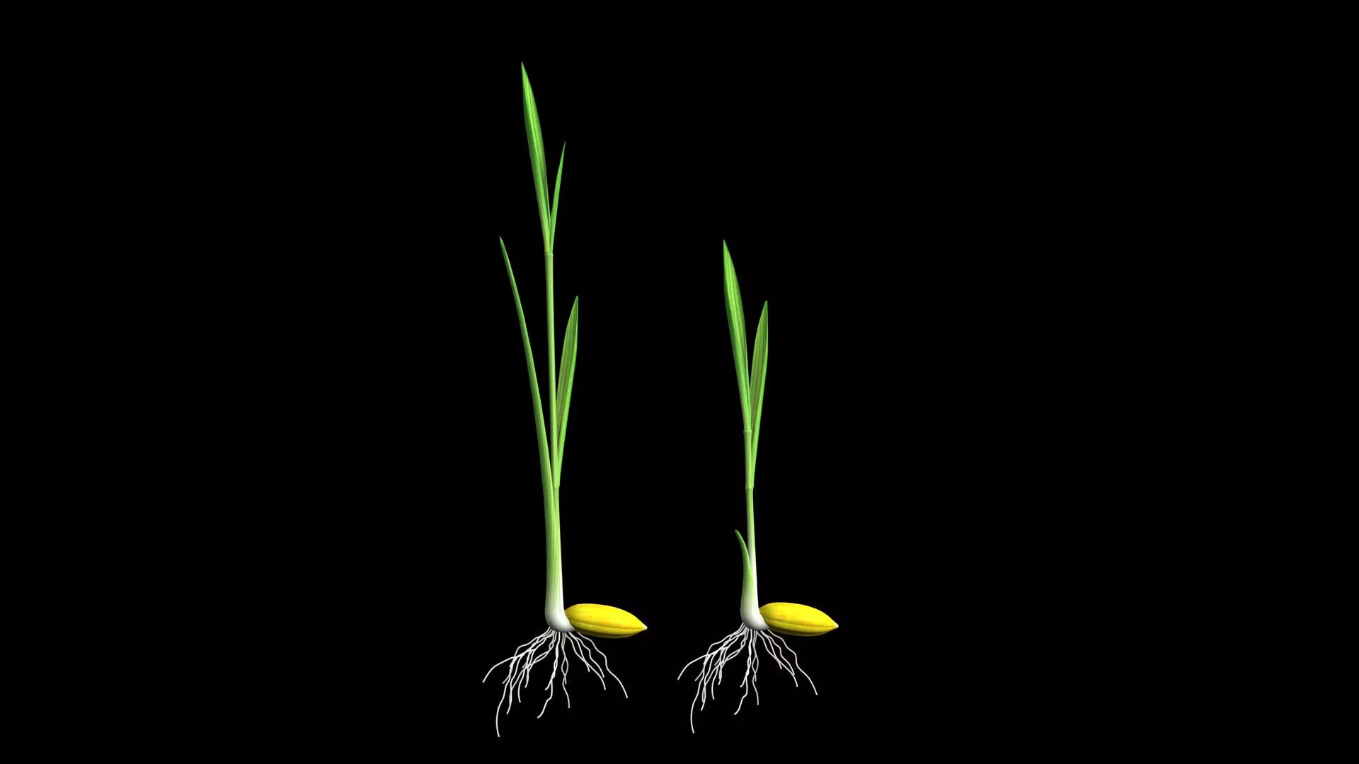 YOUNG PADDY PLANT Low-poly 3D model_0