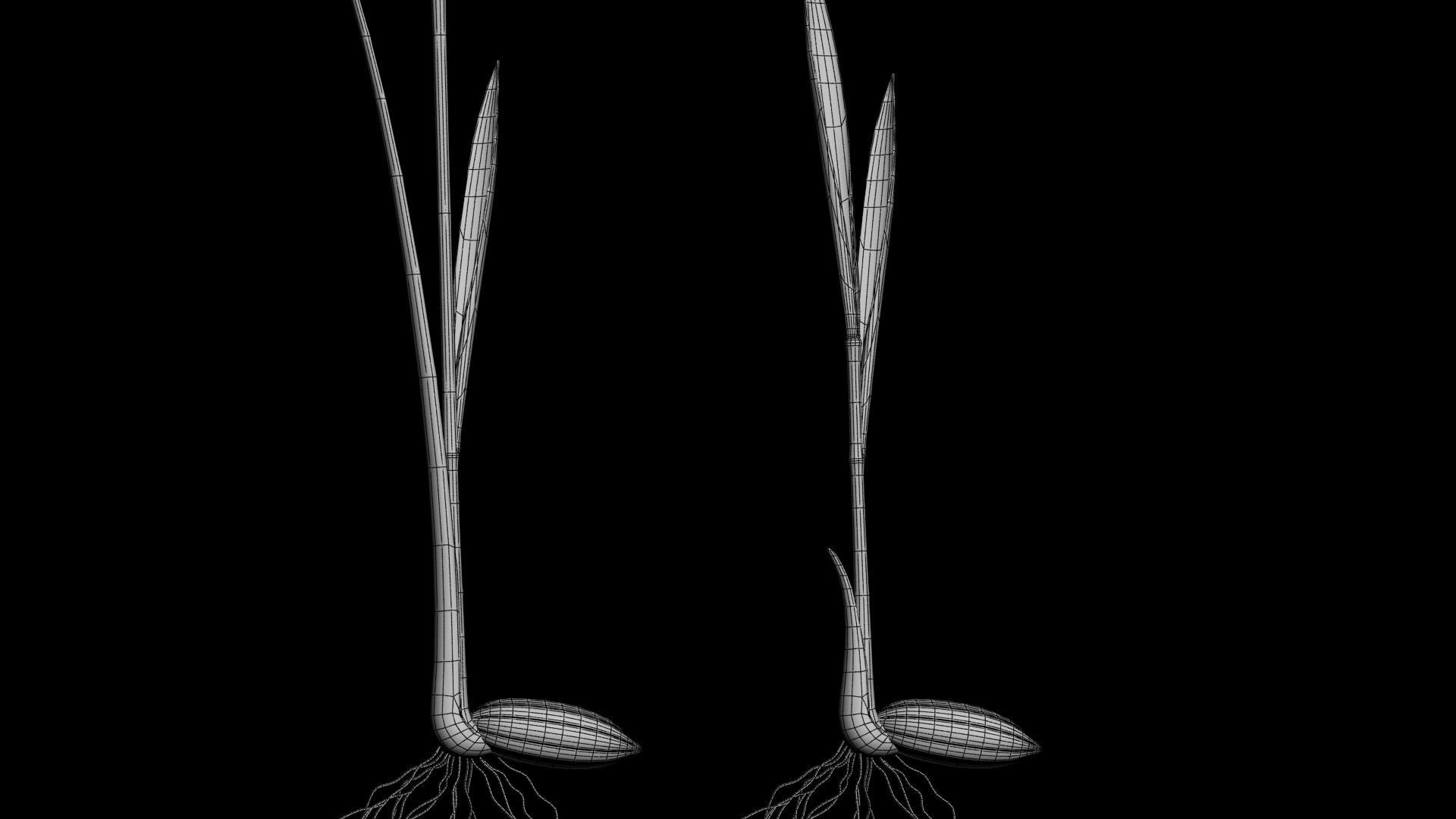 YOUNG PADDY PLANT Low-poly 3D model_5