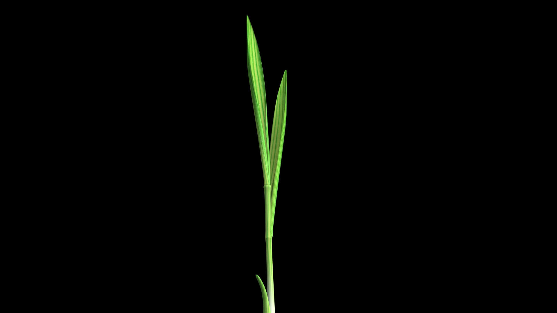 YOUNG PADDY PLANT Low-poly 3D model_4