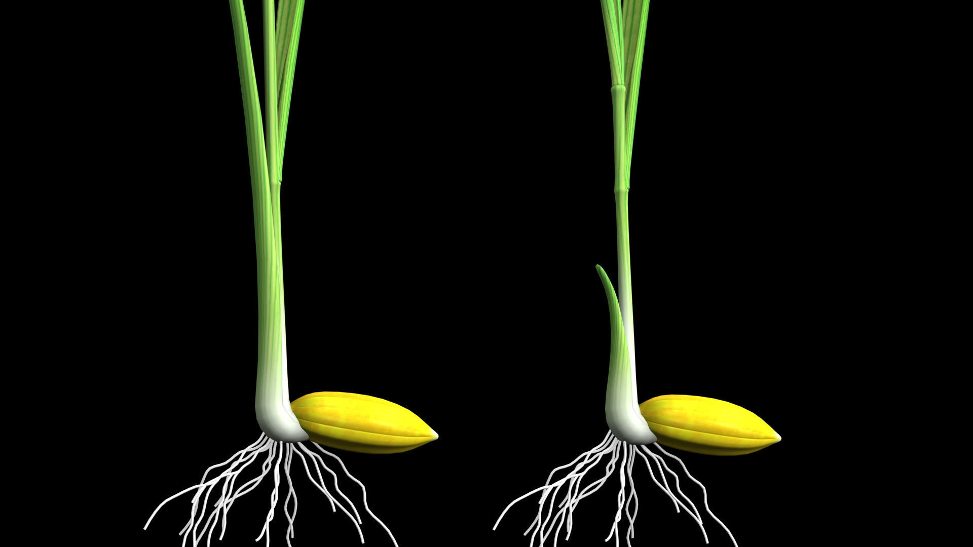 YOUNG PADDY PLANT Low-poly 3D model_1