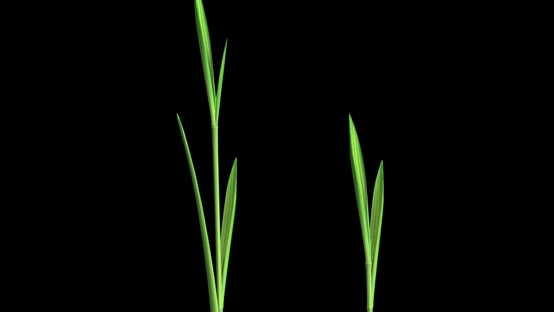 YOUNG PADDY PLANT Low-poly 3D model_2