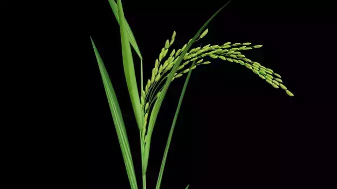 PADDY PLANT Low-poly 3D model