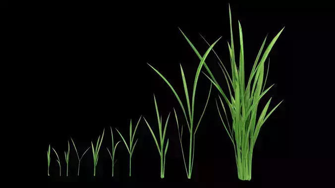 PADDY PLANT Low-poly 3D model
