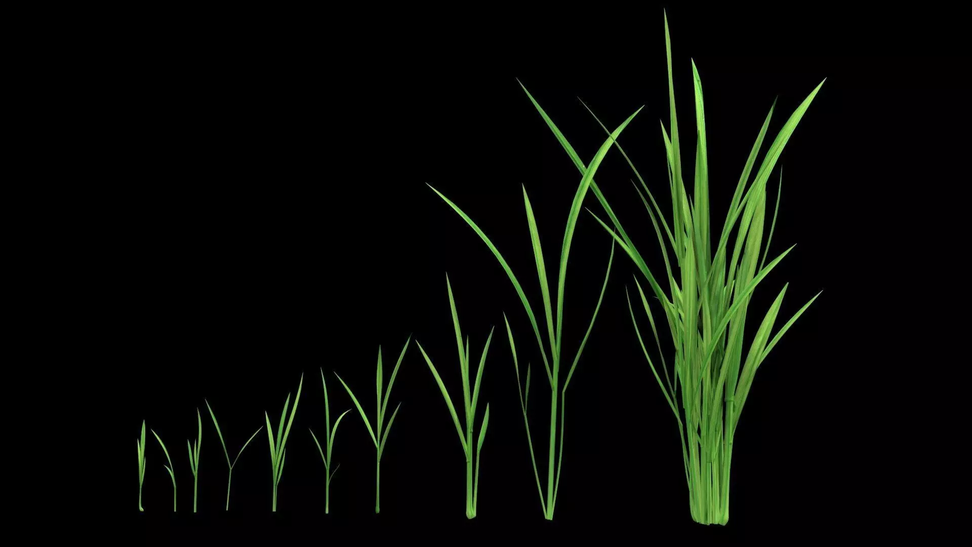PADDY DUST MODEL Low-poly 3D model