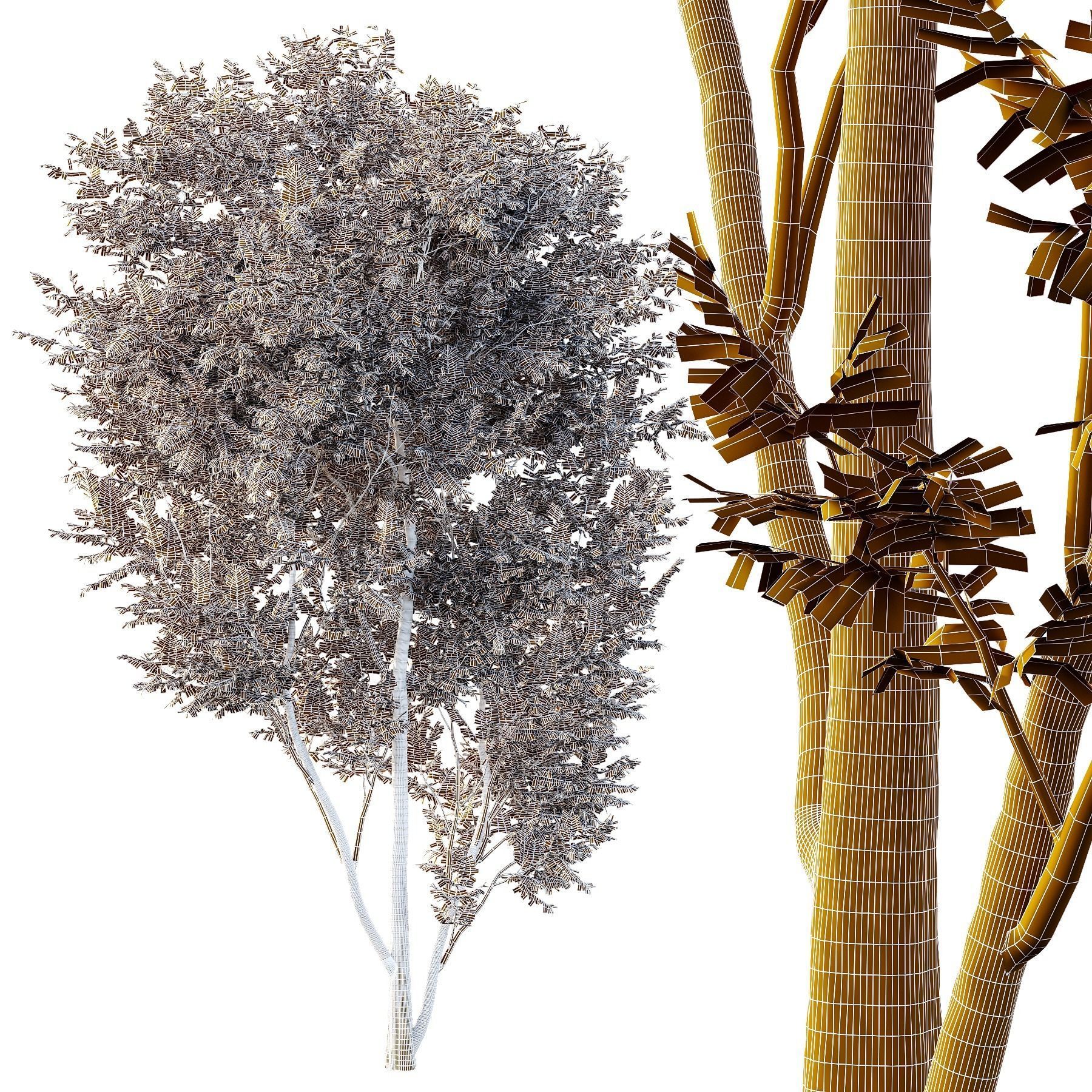 fraxinus excelsior Tree08 3D model_3
