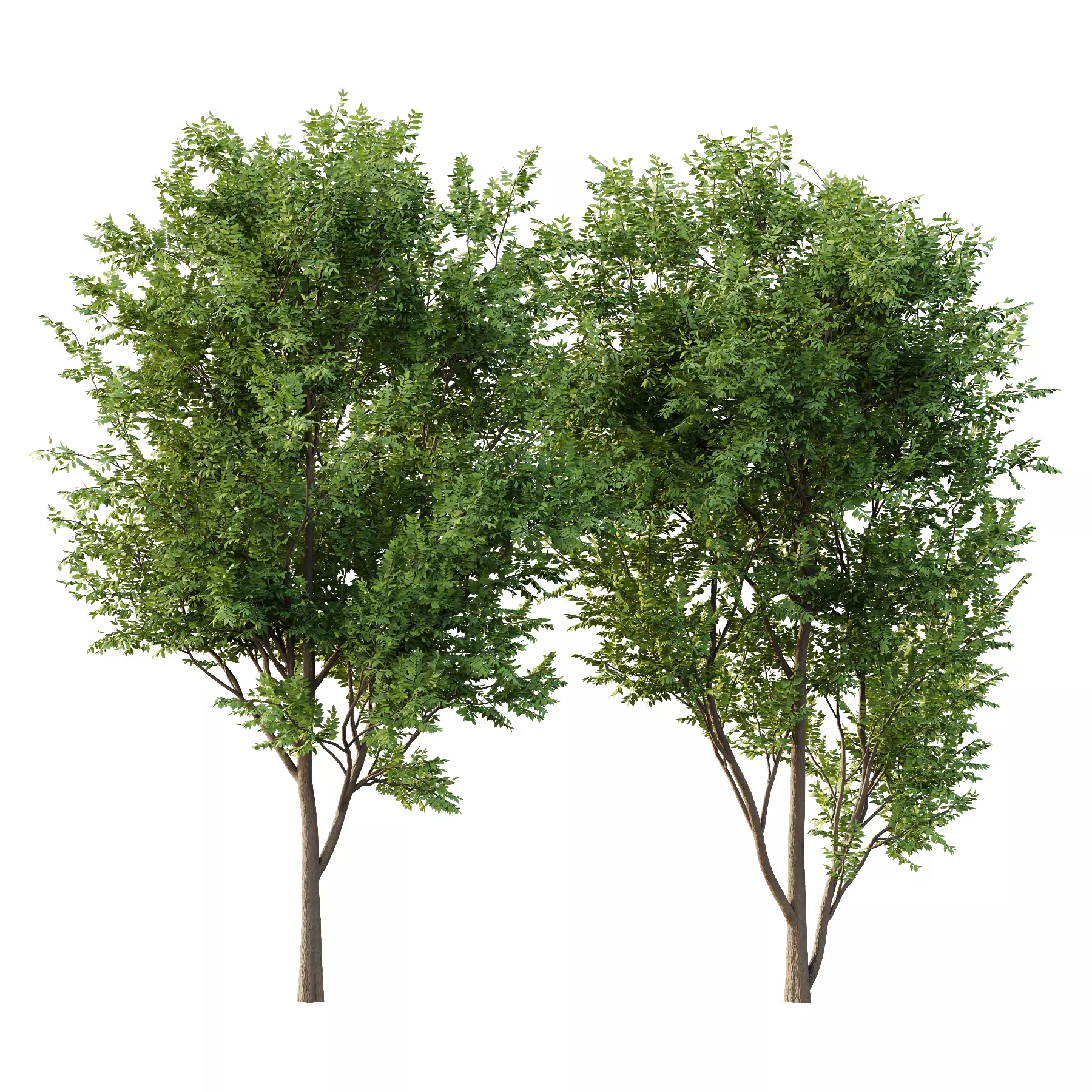 fraxinus excelsior Tree08 3D model_0