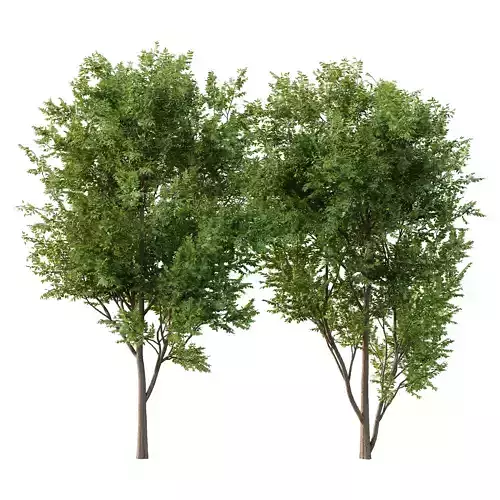 fraxinus excelsior Tree08 3D model
