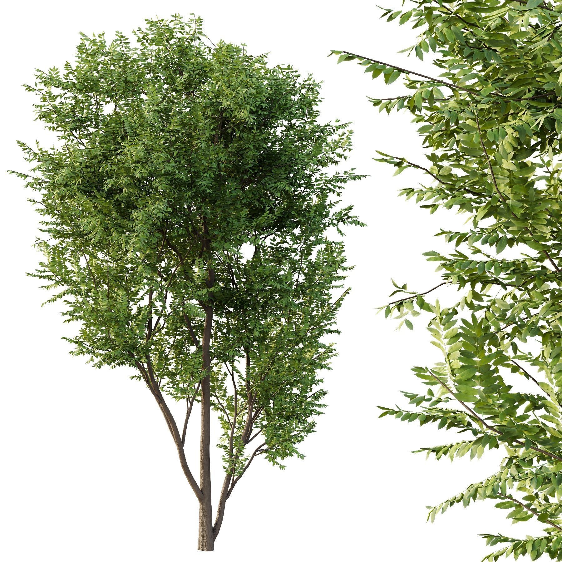 fraxinus excelsior Tree08 3D model_2