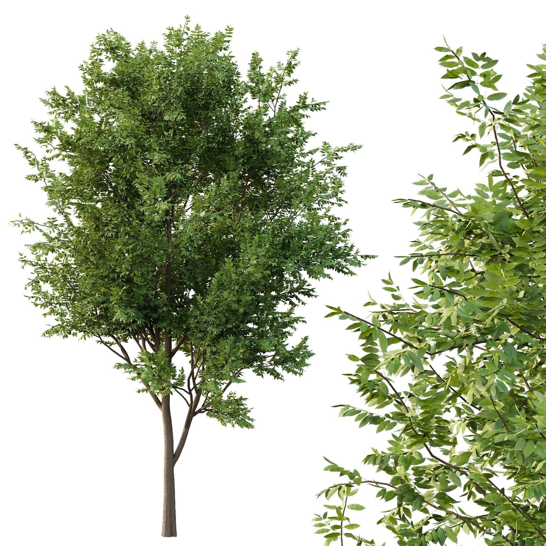 fraxinus excelsior Tree08 3D model_1