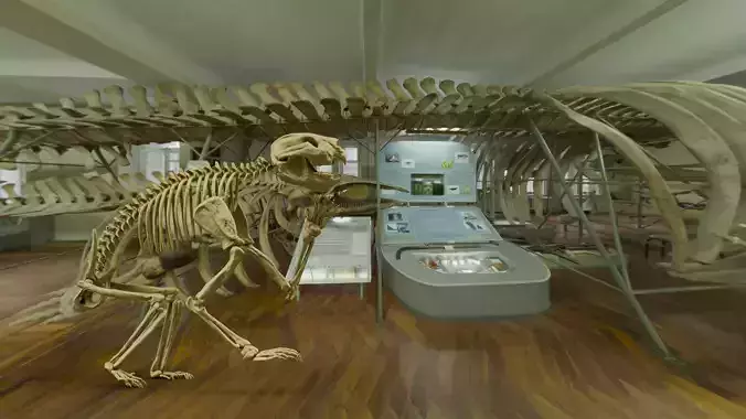 Realistic Mammals Fossil - Thylacoleo Low-poly 3D model