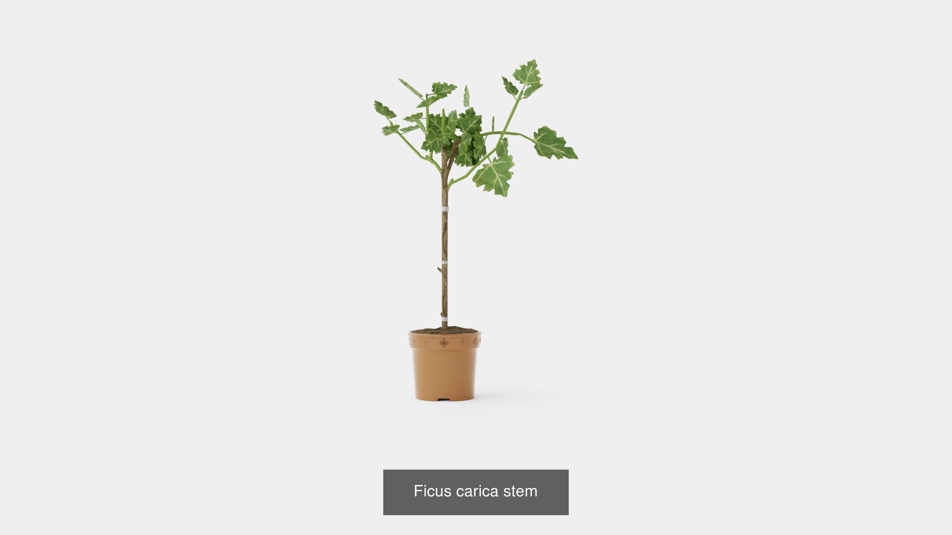 Collection of Ficus Houseplant - 4 Models _4