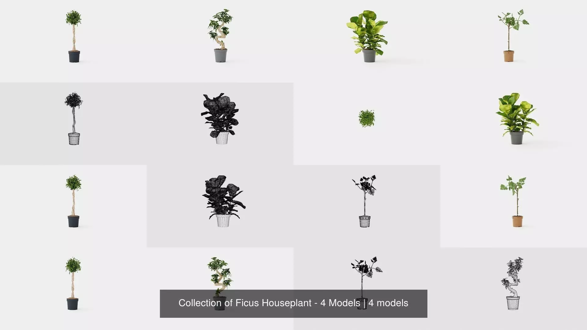 Collection of Ficus Houseplant - 4 Models _0