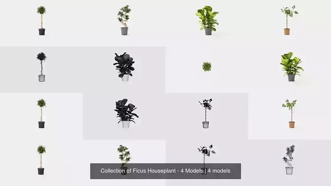 Collection of Ficus Houseplant - 4 Models 