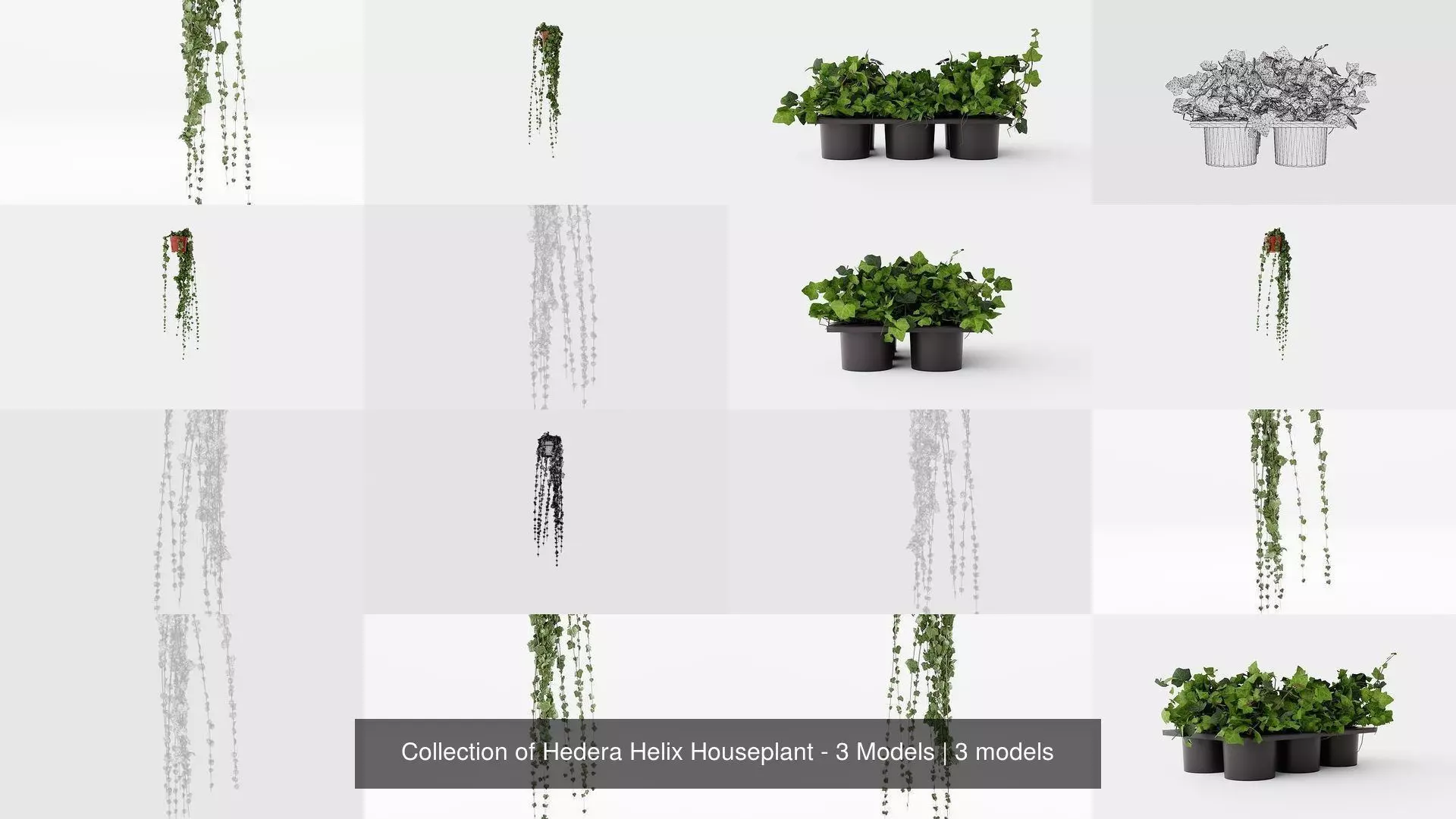 Collection of Hedera Helix Houseplant - 3 Models _0