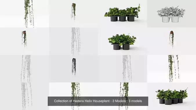 Collection of Hedera Helix Houseplant - 3 Models 