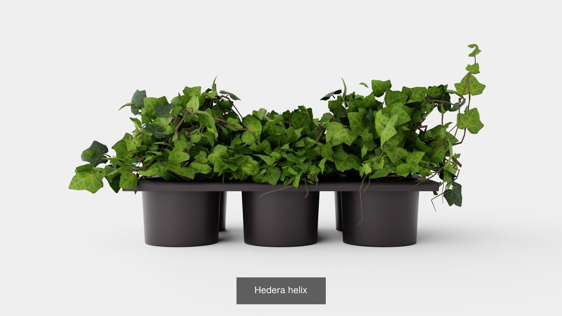 Collection of Hedera Helix Houseplant - 3 Models _3