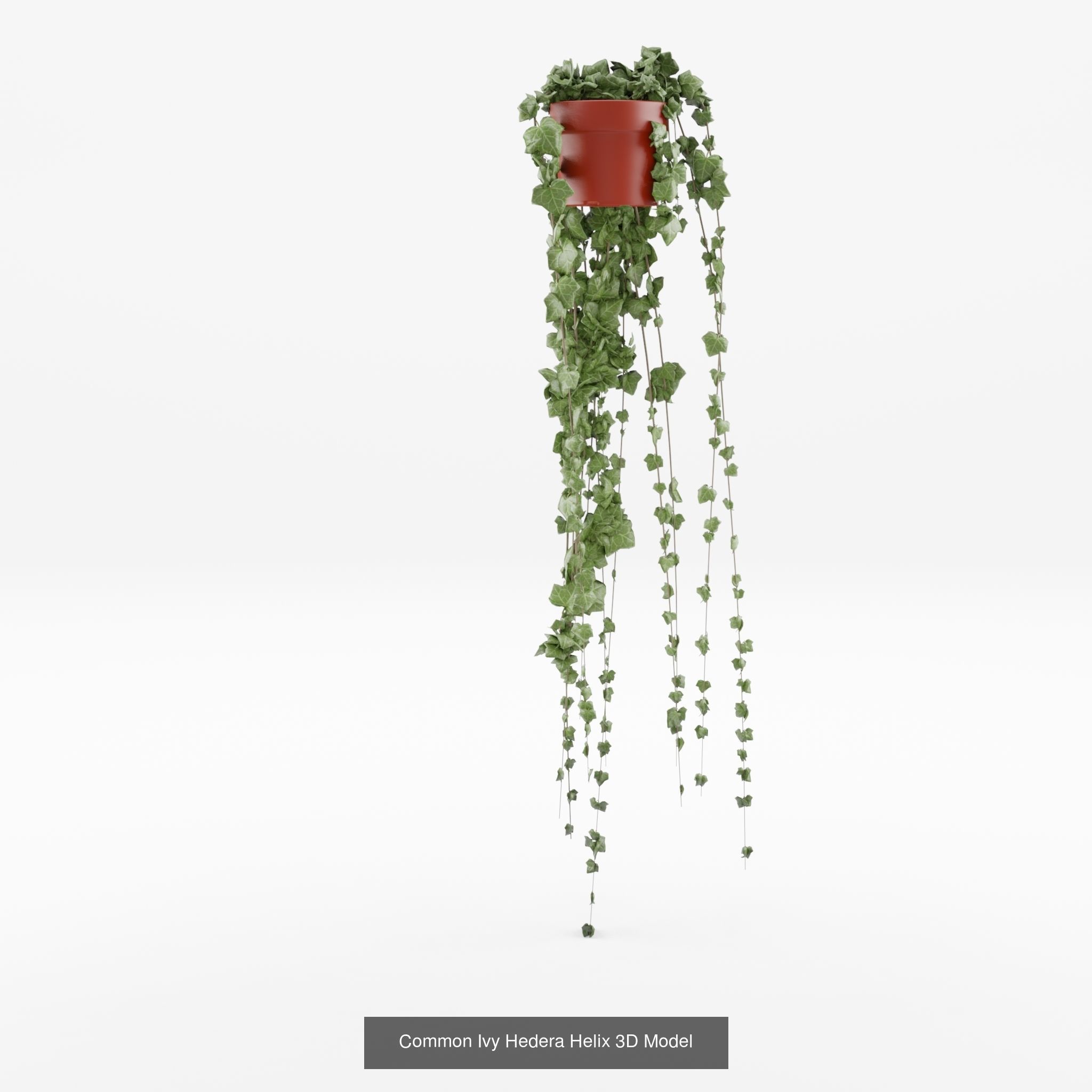 Collection of Hedera Helix Houseplant - 3 Models _1