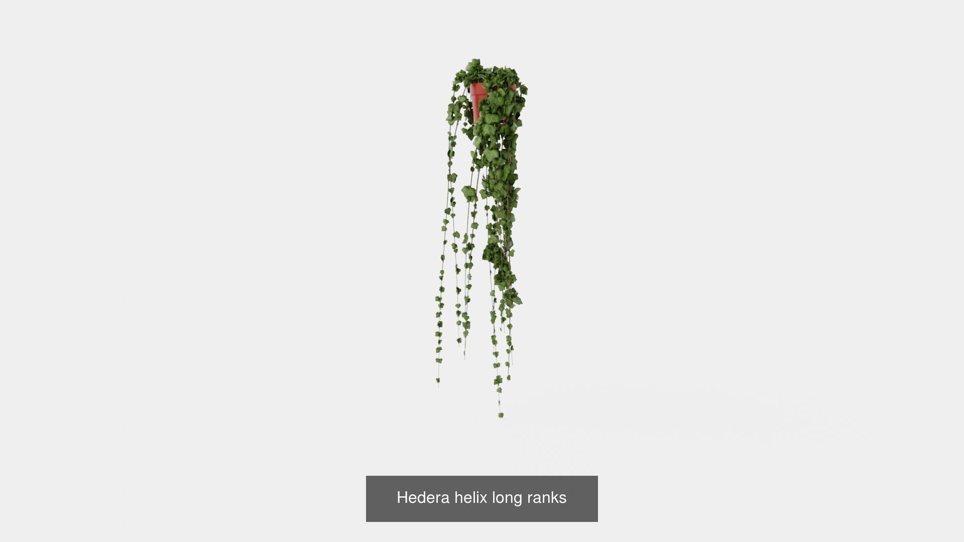 Collection of Hedera Helix Houseplant - 3 Models _2